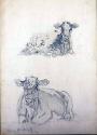 Study of Cows