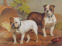 Bulldogs, "Doon Brae" The Property Of Capt. G.H. Holdsworth. "Smasher" The Property Of Mr. Alfred ..