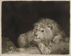 A Recumbent Lion
