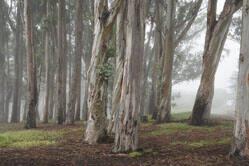 Eucalyptus Grove, San Simeon