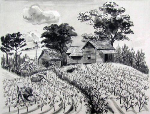 Cotton Farm