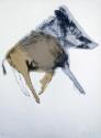 Wild Boar