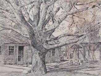 Oak And Old House In Spring, Easthampton