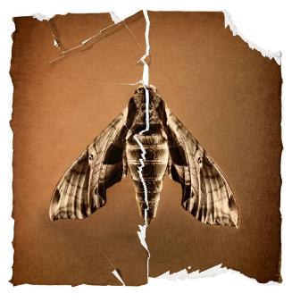 Moth