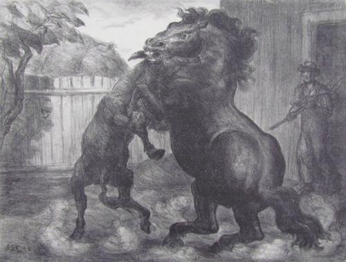 Stallion and Jack Fighting