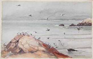 Seagulls - Bar Harbor Gulls