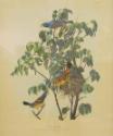 Blue Grosbeak