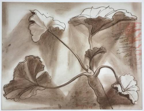 untitled (geranium)