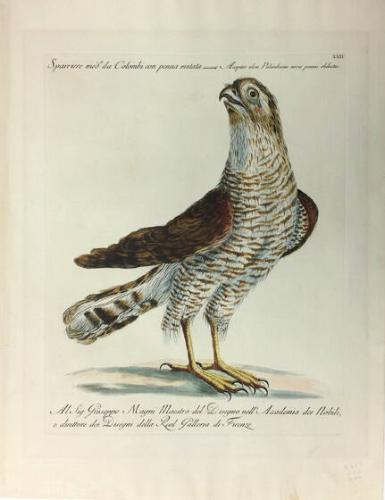 Sparrowhawk, from Natural History of Birds Treated Systematically and Adornded with Copperplate Engraving Illustrations, in Miniature and Life-Size