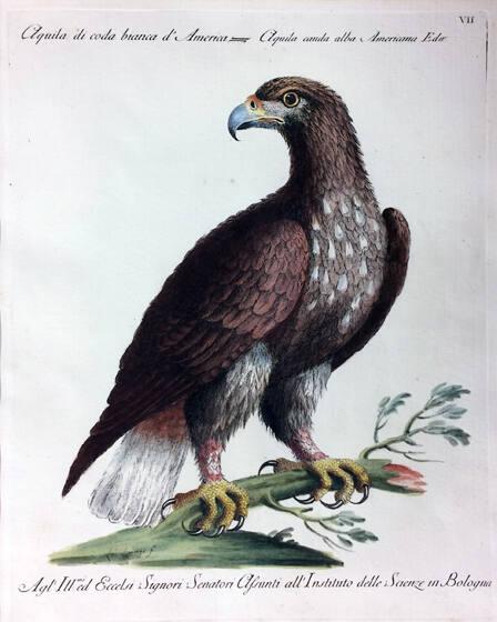Eagle, from Natural History of Birds Treated Systematically and Adornded with Copperplate Engraving Illustrations, in Miniature and Life-Size
