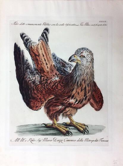 Hawk, from Natural History of Birds Treated Systematically and Adornded with Copperplate Engraving Illustrations, in Miniature and Life-Size