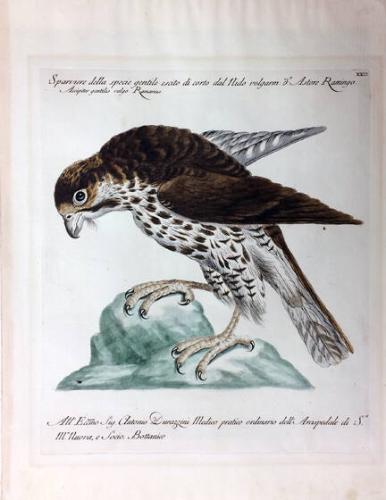 Sparrowhawk, from Natural History of Birds Treated Systematically and Adornded with Copperplate Engraving Illustrations, in Miniature and Life-Size