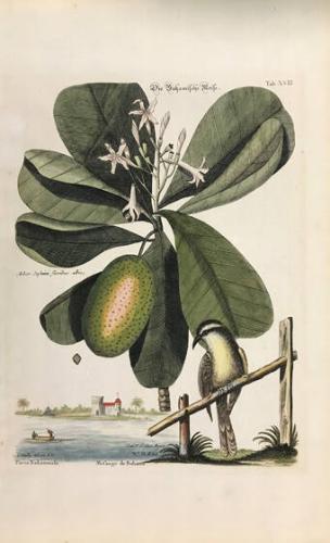 Die Bahamische Meise [Bahamanian Titmouse],  Arbor Jasmini floribus,Tab XVIII from The Natural History of Carolina, Florida and the Bahama Islands, Nuremberg