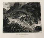 Tigres Surpris Par un Serpent