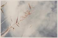 Untitled (sky with beach grass), from the series Along the 30th Parallel