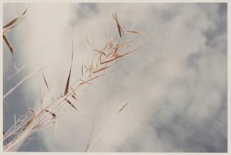 Untitled (sky with beach grass), from the series Along the 30th Parallel